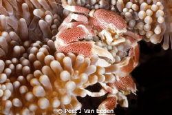Territorial battle between 2 porcelain anemone crabs by Peet J Van Eeden 